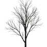 Dark Trees PNG Stock 07