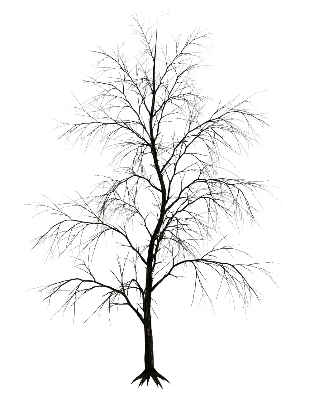 Dark Trees PNG Stock 09