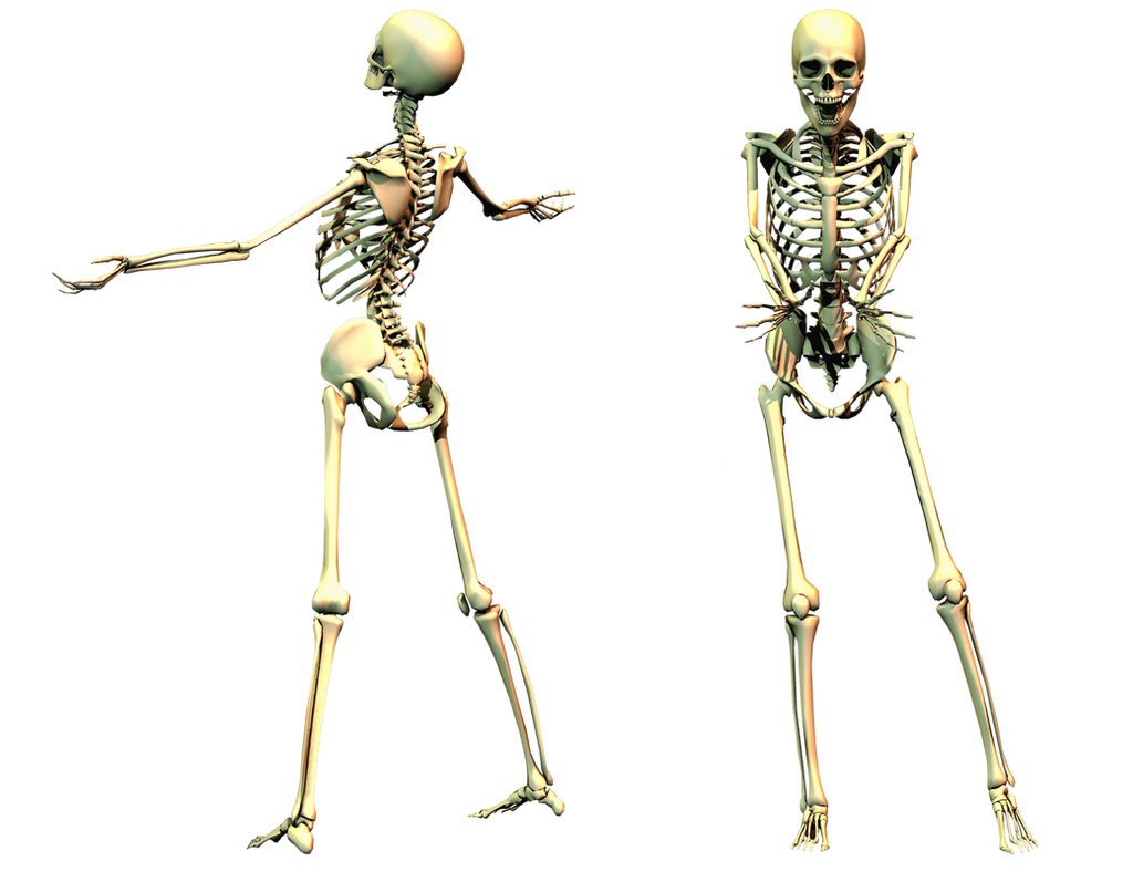 Spooky Skeleton 03 PNG Stock by Roy3D