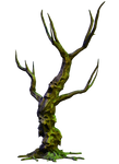 Spooky Tree 05 PNG Stock