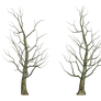 Bare Tree 02 PNG Stock