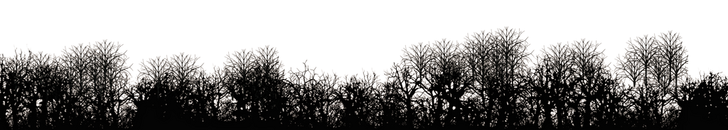 Distant Trees PNG Stock