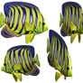 Angel Fish PNG Stock
