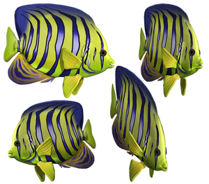 Angel Fish PNG Stock