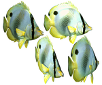 Butterfly Fish PNG Stock