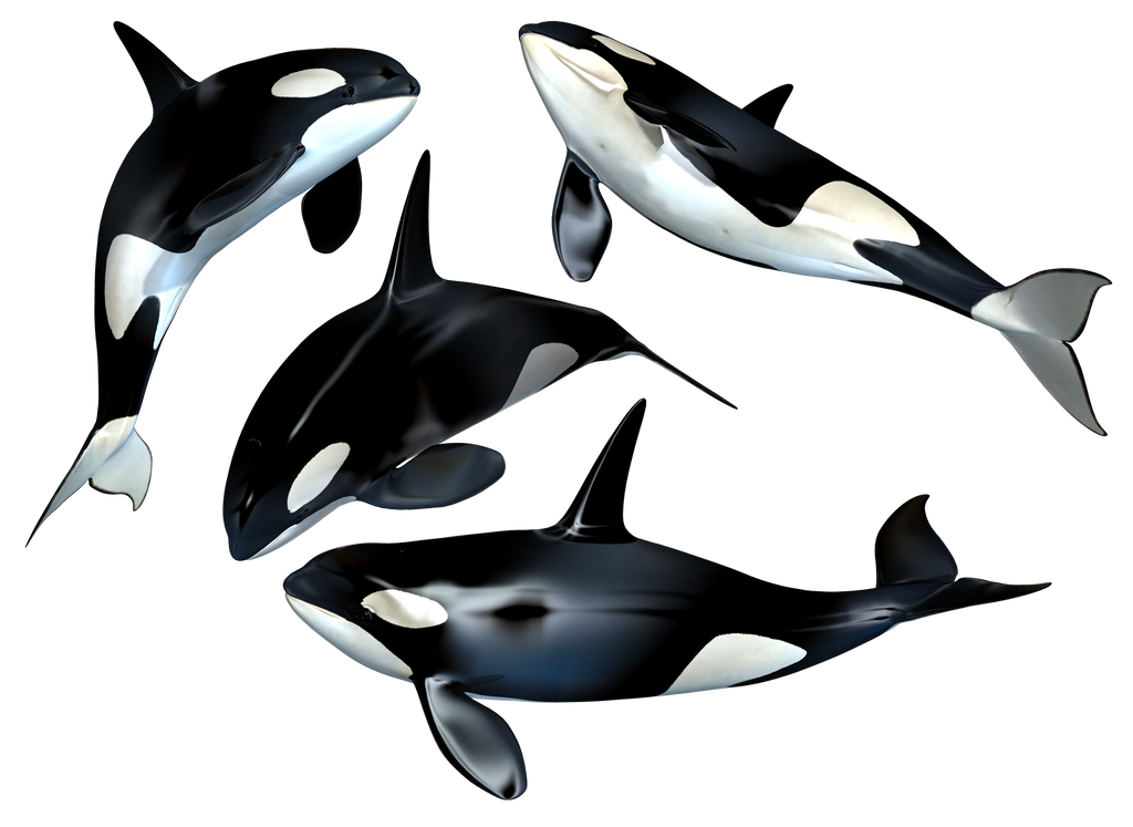 Killer Whale PNG Stock