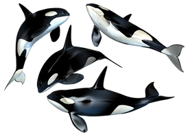 Killer Whale PNG Stock