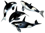 Killer Whale PNG Stock