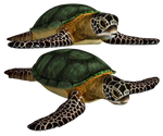 Sea Turtle PNG Stock