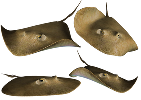 Stingray PNG Stock