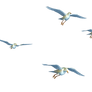Flying Birds 01 PNG Stock