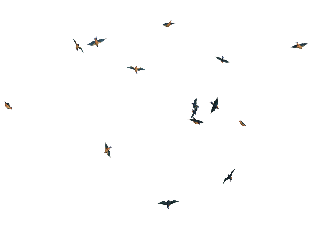 Flying Birds 02 PNG Stock
