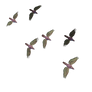 Flying Birds 03 PNG Stock