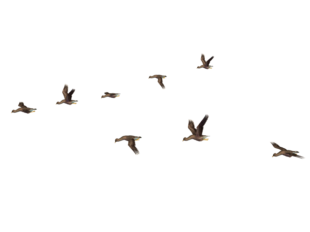 Flying Birds 04 PNG Stock
