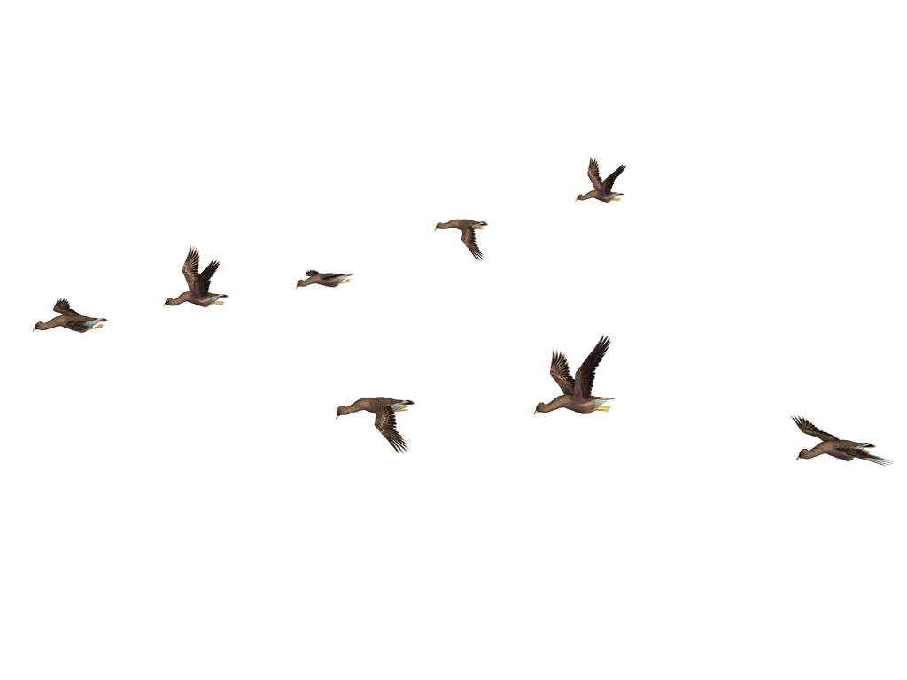 Flying Birds 04 PNG Stock by Roy3D on DeviantArt