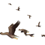 Flying Birds 05 PNG Stock