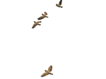 Flying Birds 06 PNG Stock