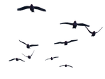 Flying Birds 07 PNG Stock