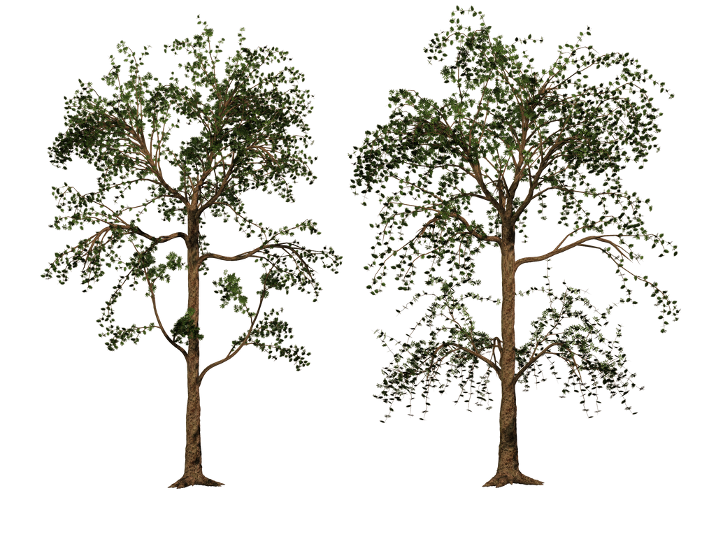 Trees 01 PNG Stock