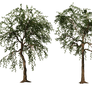Trees 02 PNG Stock