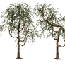 Trees 03 PNG Stock