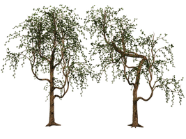Trees 03 PNG Stock