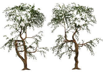 Trees 04 PNG Stock