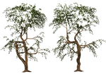 Trees 04 PNG Stock