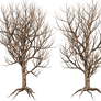 Trees 06 PNG Stock