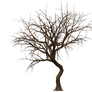 Trees 08 PNG Stock