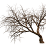 Trees 11 PNG Stock