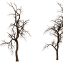 Trees 12 PNG Stock