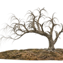 Trees 14 PNG Stock