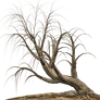 Trees 16 PNG Stock