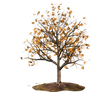 Trees 18 PNG Stock