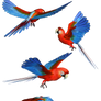 Scarlet Macaw PNG Stock