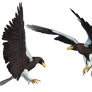 Sea Eagle 01 PNG Stock