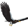 Sea Eagle 02 PNG Stock