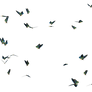 Butterfly Swarm 01 PNG Stock