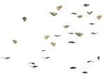 Butterfly Swarm 03 PNG Stock