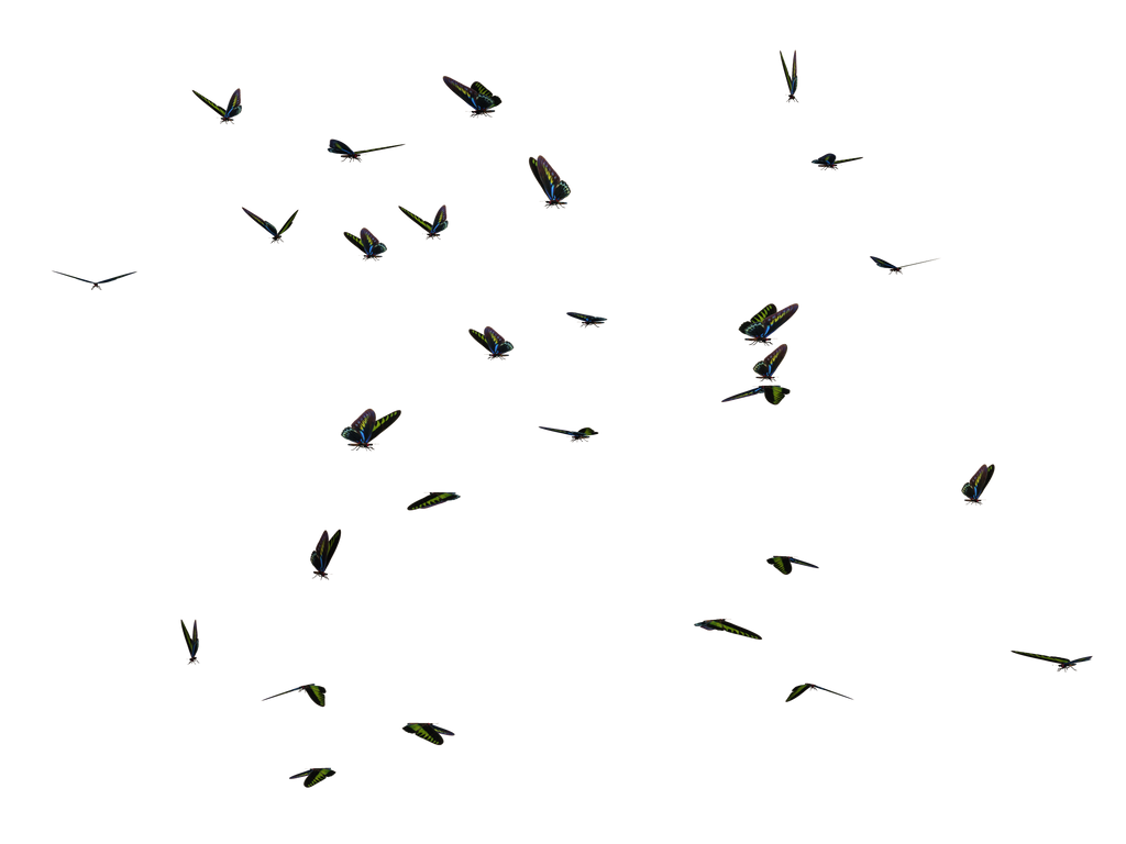 Butterfly Swarm 04 PNG Stock