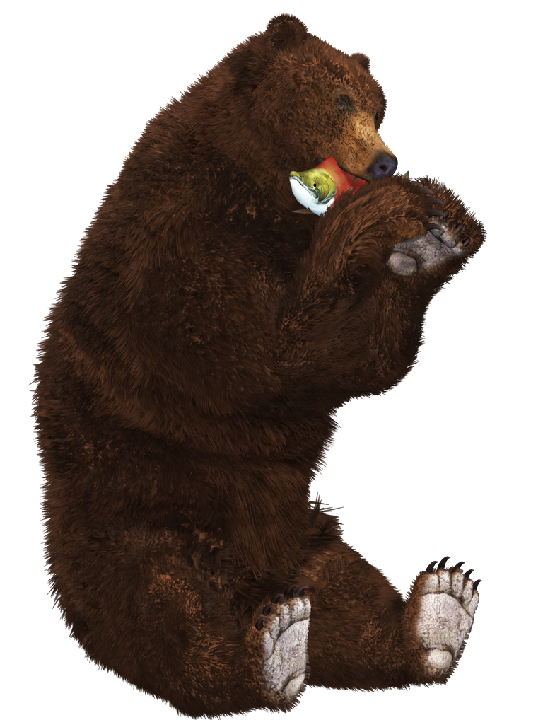 Brown Bear 04 PNG Stock by Roy3D on DeviantArt