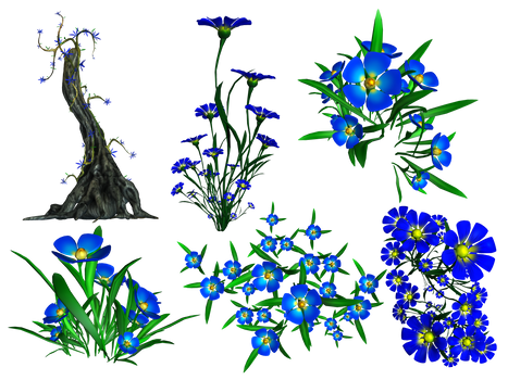 Forget Me Not PNG Stock