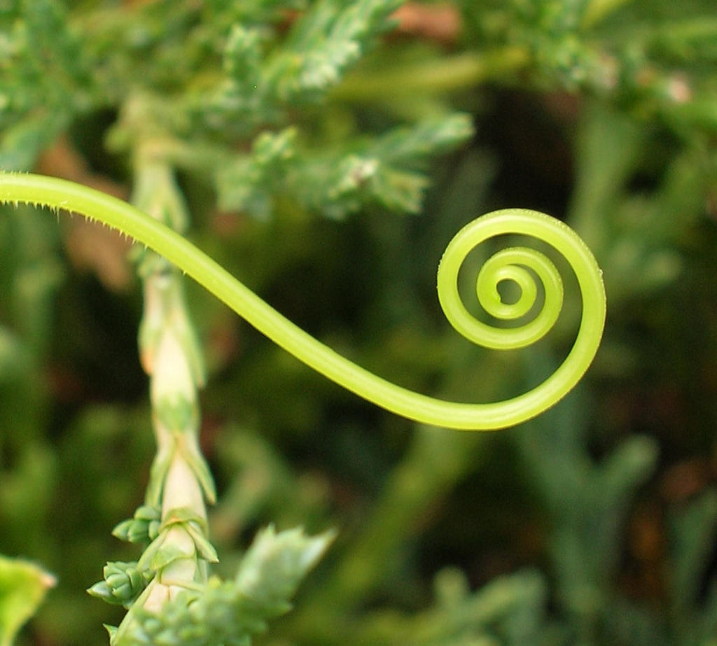 Cucumber Curl