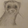 Old ferret drawing 2