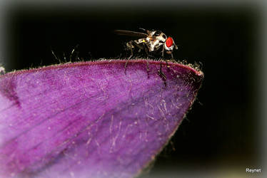 Small fly