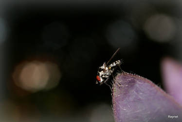 Small fly 2