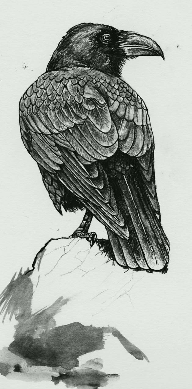 Corvus Corax By Bulletproof Kid On DeviantArt