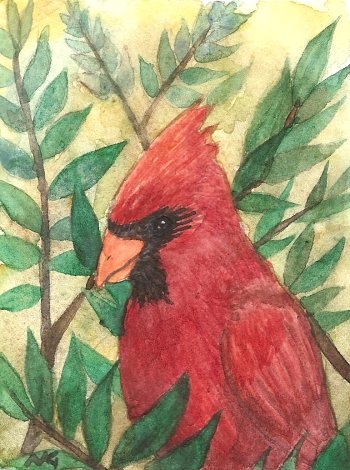 Male Cardinal ACEO