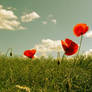 Poppies III